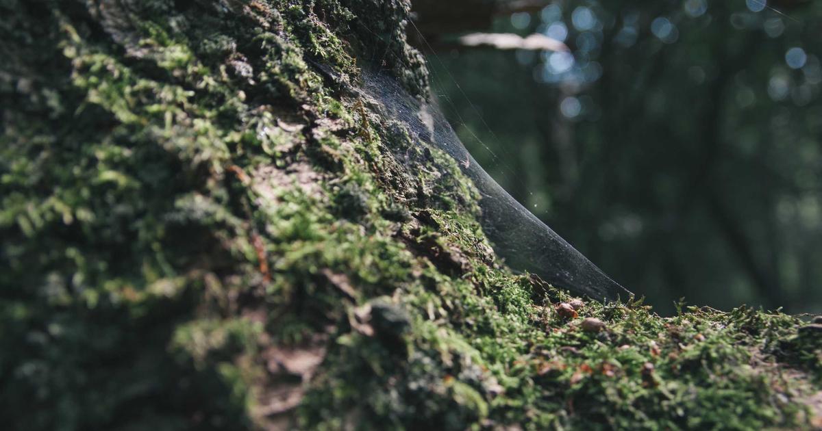 The Facebook Ads Breakdown: Why Broad Targeting Beat Lookalike Audiences for 9 DTC Brands (With Campaign Structures)