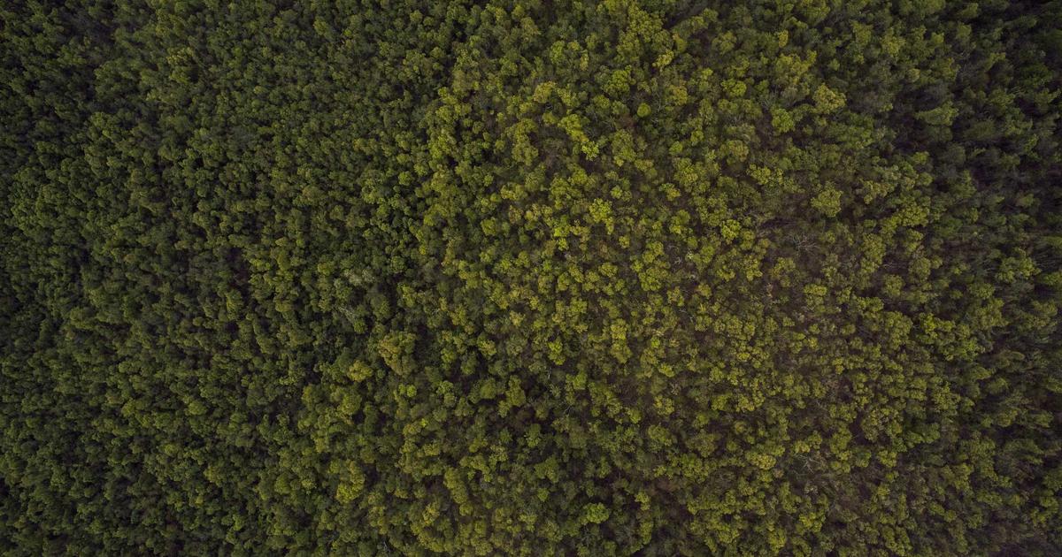 The Backlink Velocity Trap: Why 47 Links in 30 Days Triggered a Manual Review (And the Safe Acquisition Timeline)